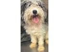 Adopt Trixie a Poodle, Mixed Breed