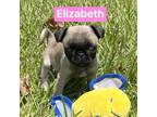 Adopt Elizabeth Lakes a Pug