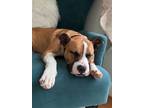 Adopt TEABERRY a Boxer, Mixed Breed