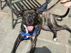 Adopt WESTBROOK a Pit Bull Terrier