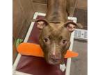 Adopt Nadia a Pit Bull Terrier