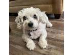 Adopt Toto Rose a Terrier