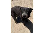 Adopt Millie a Cattle Dog, Mixed Breed