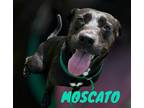 Adopt MOSCATO a Pit Bull Terrier, Shar-Pei