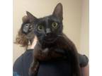 Adopt Addled a Domestic Short Hair