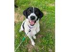 Adopt Bell a Pointer, Mixed Breed