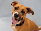 Adopt Xena a American Staffordshire Terrier, Mixed Breed