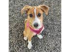 Adopt Abbey a Mixed Breed