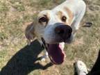 Adopt FAWN a English Coonhound