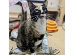 Adopt Angie a American Shorthair