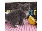 Adopt Fergie 05-2835 a Domestic Long Hair