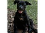Adopt Eliza 05-2842 a Boston Terrier, Pug