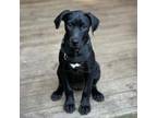 Adopt Duchess 05-2430 a Black Labrador Retriever, Great Dane