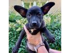 Adopt Eloise 05-2841 a Boston Terrier, Pug