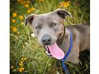 Adopt BLUE a Pit Bull Terrier