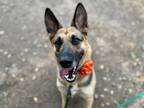Adopt Gemma Casas a German Shepherd Dog, Shepherd
