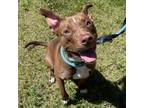 Adopt Jelly a Pit Bull Terrier