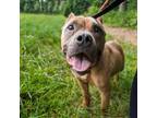 Adopt Mallory a Pit Bull Terrier