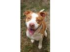 Adopt Misty a Terrier, Mixed Breed