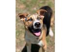 Adopt Bandit a Terrier, Mixed Breed