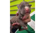Adopt pup 7 a Pit Bull Terrier, Mixed Breed