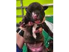 Adopt pup 6 a Pit Bull Terrier, Mixed Breed