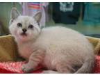 Adopt Rolly a Domestic Short Hair