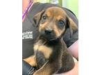 Adopt Pee Wee a Hound, Mixed Breed
