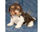 Biewer Terrier Puppy for sale in Dundee, OH, USA