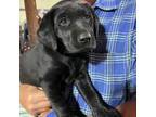 Labrador Retriever Puppy for sale in Seibert, CO, USA