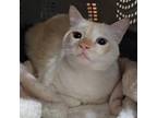 Adopt Ocean Blue (Buttermilk Ranch) a Siamese, Domestic Short Hair