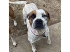 Adopt Sweetie Belle a Boxer, Cattle Dog