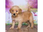 Golden Retriever Puppy for sale in North Adams, MI, USA