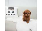 Poodle (Toy) Puppy for sale in Southfield, MI, USA