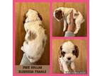 Cavalier King Charles Spaniel Puppy for sale in Brainerd, MN, USA