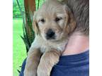 Golden Retriever Puppy for sale in Strongstown, PA, USA