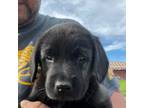 Labrador Retriever Puppy for sale in Barnum, MN, USA