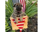 German Shepherd Dog Puppy for sale in Dewey, IL, USA