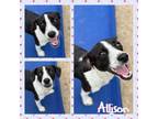 Adopt Allison CFS 24003308 a Rat Terrier