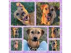 Adopt Renee CFS# 240040835 a Labrador Retriever