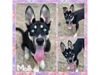 Adopt Molly CFS# 240042602 a Husky, German Shepherd Dog