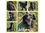 Adopt Wilma (CFS 240042993) a Wirehaired Terrier
