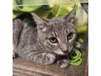 Adopt Lilly F a Domestic Short Hair