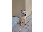 Adopt Frosty a Cattle Dog