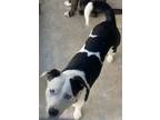 Adopt Phara (Cowgirl) a Border Collie, Mixed Breed