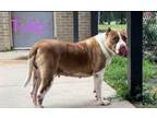 Adopt Tulip a Pit Bull Terrier