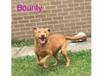 Adopt Bounty a Hound, Mixed Breed