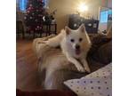 Adopt Tenaya a Eskimo Dog