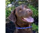 Adopt Tess a Chocolate Labrador Retriever, Mixed Breed