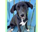 Adopt Momma Bear pup 4/Bess a Border Collie, Mixed Breed